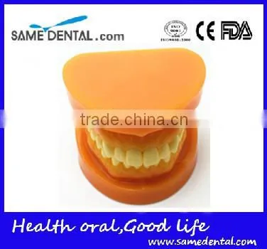Double-Color Dentition Model Dental Eduction Assistant No. DEA-09 photo-2