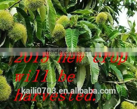 Good Quality Chestnut,bulk and Taste photo-3