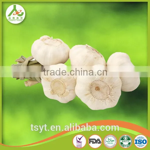 Fresh Style White Garlic From Cold Storage photo-4