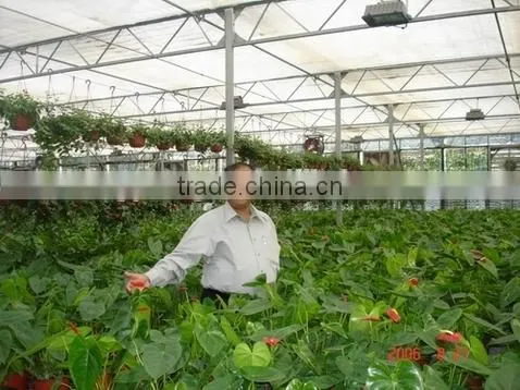 Garden Greenhouse photo-3