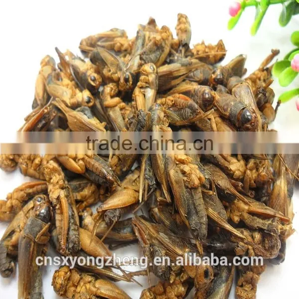 Pet Bird Food Vacuum Dried Crickets photo-3