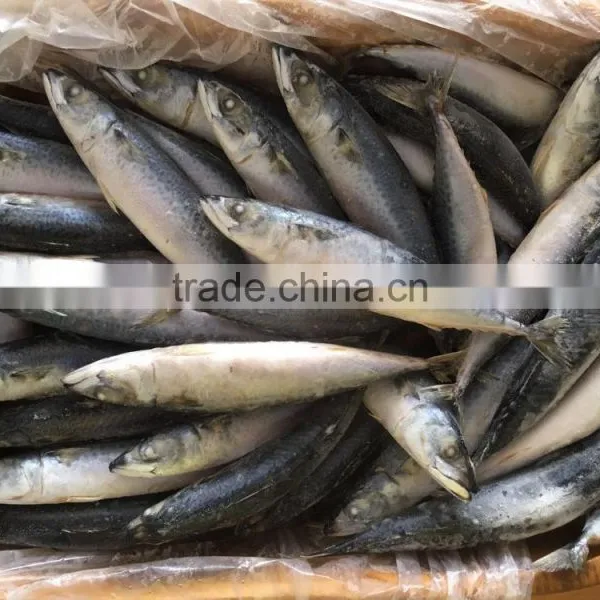 Chinese Frozen Seafood Frozen Fish photo-4