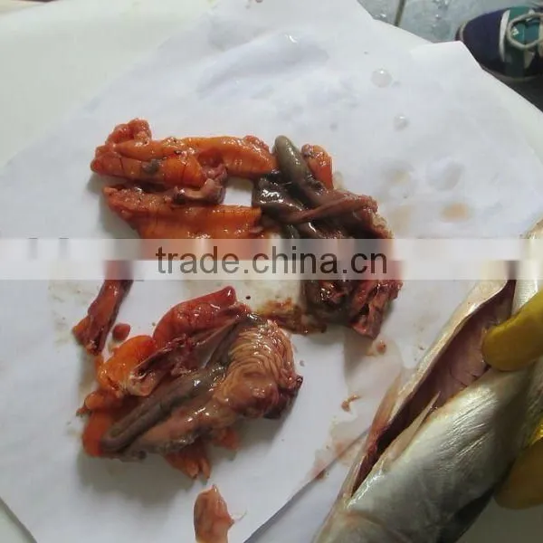 W/r Frozen Mackerel After Processing