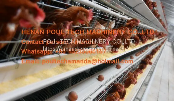 Cameroon Poultry Farming A Type Battery Layer Cage & Chicken Coop & Hot Galvanized Cage & Hen Cage With 120 Birds in Shed photo-2