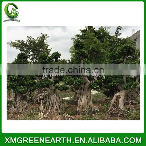 Ficus Microcarpa Bonsai Dragon Shape photo-2