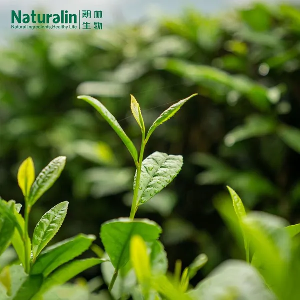 Green Tea Extract photo-5