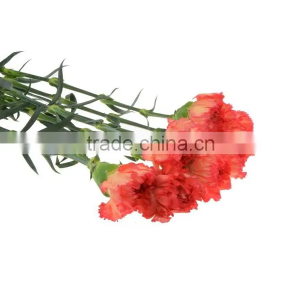 Popular Flame Orange Natural Cut Carnation Flowers photo-5
