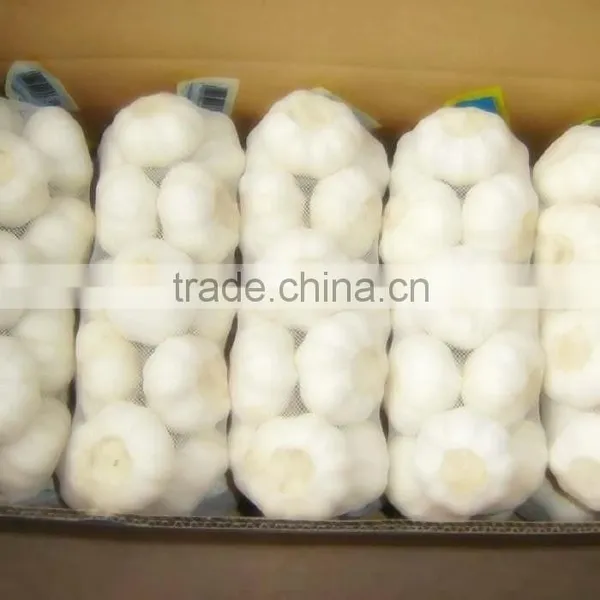 Pure White Garlic photo-3