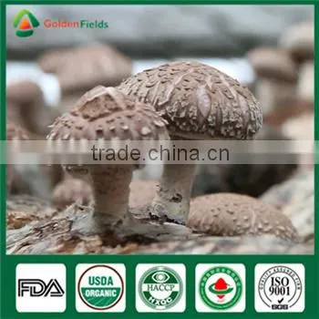 China Supplier Organic Greenhouse Fresh and Dried Shiitake Mushroom Sawdust Spore Spawn photo-3