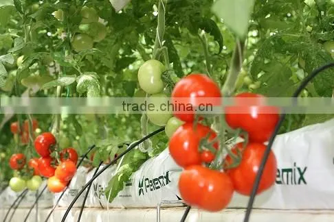 FRESH TOMATOES FROM TURKEY