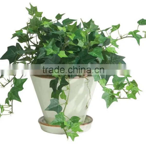 GMP Natural High Ivy Leaf Extract/Hedera Helix Extract photo-2