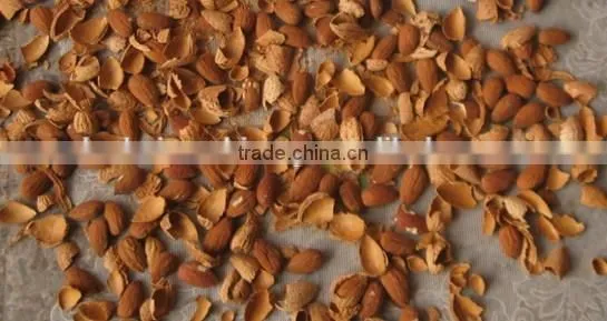 Good Performance Hazelnut Cracking Machine/hazelnut Shelling Machine/hazelnut Sheller photo-4