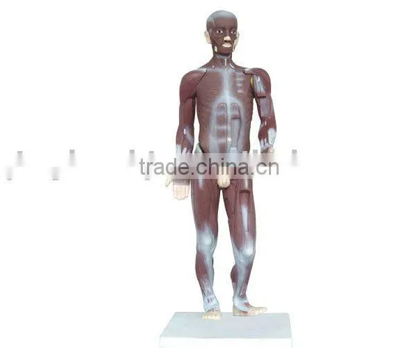 85cm Tall Muscle Body Model