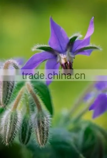 Healthcare Food Ingredient Borage Seed Oil photo-4