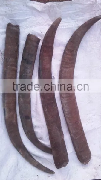 Buffalo Horn photo-2
