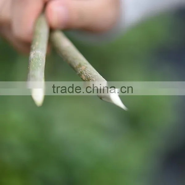 2017 New Grafting Machine/grafting Shears/grafting Tool Made in China photo-5