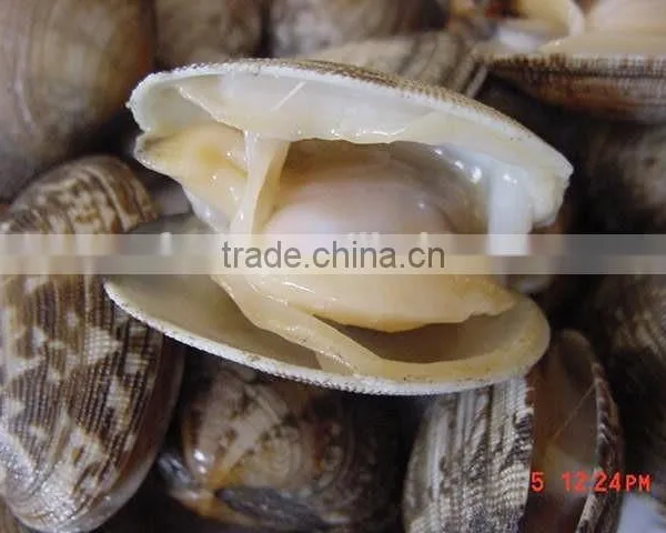 Good Quality Short Necked Clams