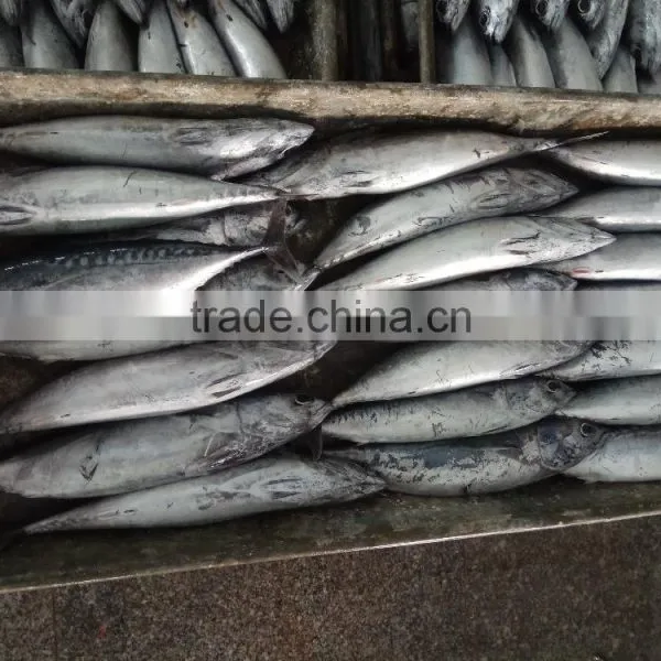 Frozen Bonito Tuna Whole Frozen New Fish photo-2