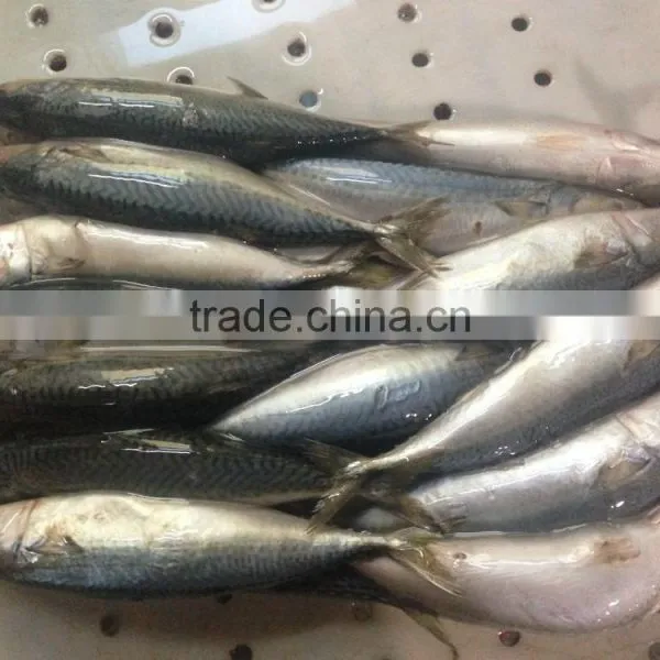 Frozen Pacific Mackerel photo-3