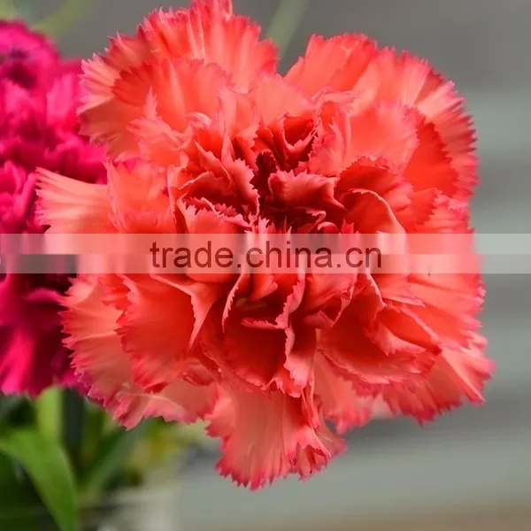 Fresh Valentine Red Carnations With Low Price Fresh Cut Carnation Flower High Quality photo-6
