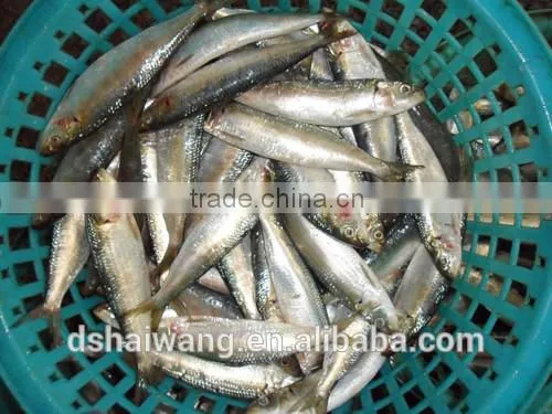 China Exporter Frozen Sardinella Lemuru Fish photo-5