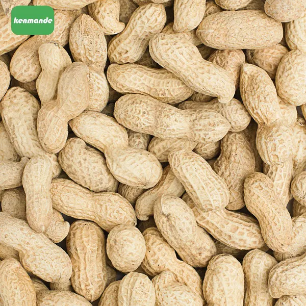 Food Manufacturing Practical Roasting Grade Whole Groundnuts 9/11 for Export Trading photo-5