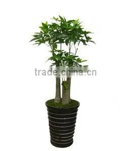 Artificial Fortune Tree