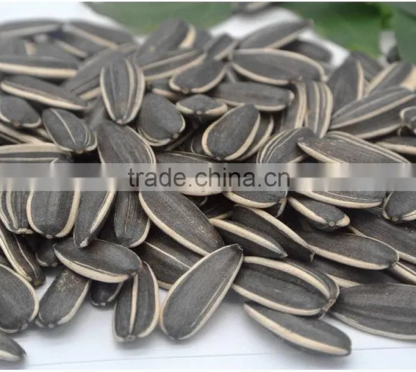Bigs Sunflower Seeds 5009 Long Type photo-2