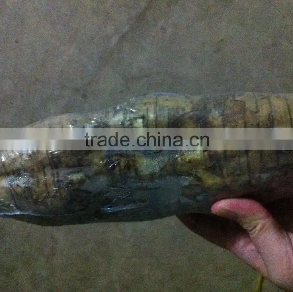 Chinese Vegetable Fresh Arrow Root on Sale photo-6