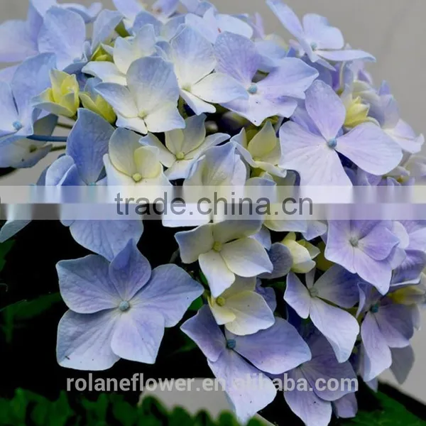 Good Price Hydrangeas For Wedding Fresh Cut Hydrangea From China photo-4