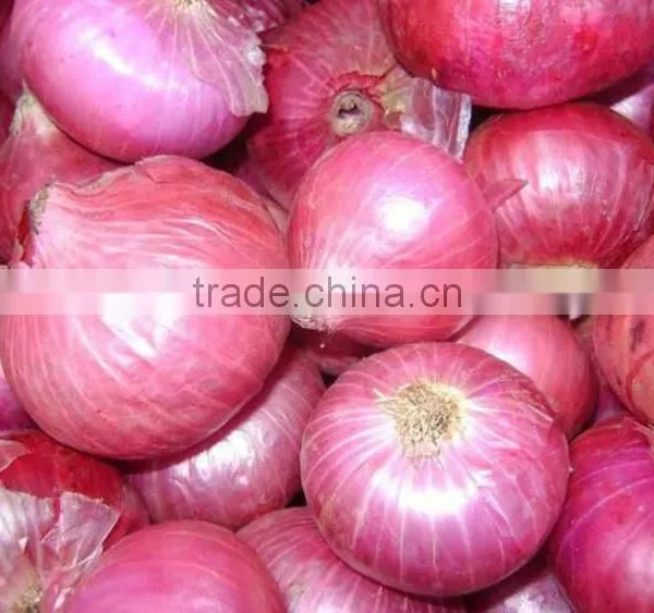 70mm Size Red Onion in 5kg Mesh Bag photo-2