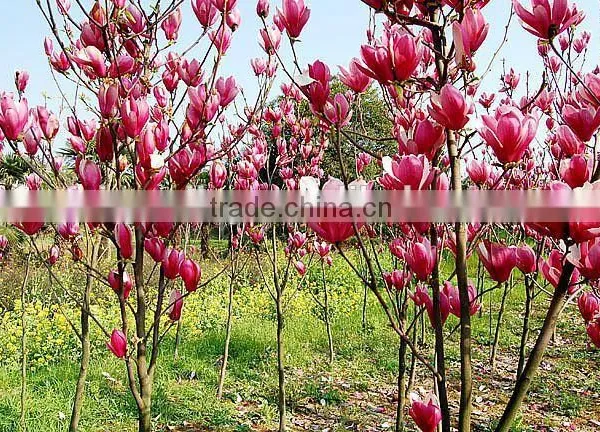 2016 Newest Purple Magnolia Seeds Mulan Tree Seeds For Planting photo-5