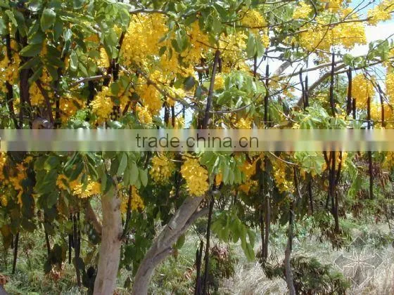 Cassia Fistula Tree photo-6