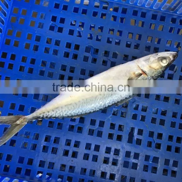 New Landing Frozen HGT Frozen Fresh Fish Pacific Mackerel for Can Company photo-5
