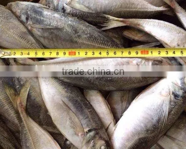 HORSE MACKEREL TARCHURUS JAPONICUS 20CM+ photo-3