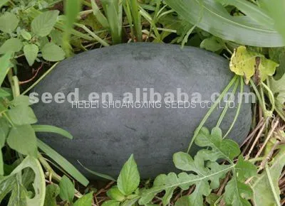 Black Jing Hybrid f1 Large Size Planting Watermelon Seeds photo-2