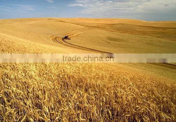 WHEAT photo-6
