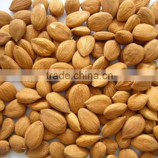 Chinese Bitter Bulk Apricot Kernels With Good Quality photo-3
