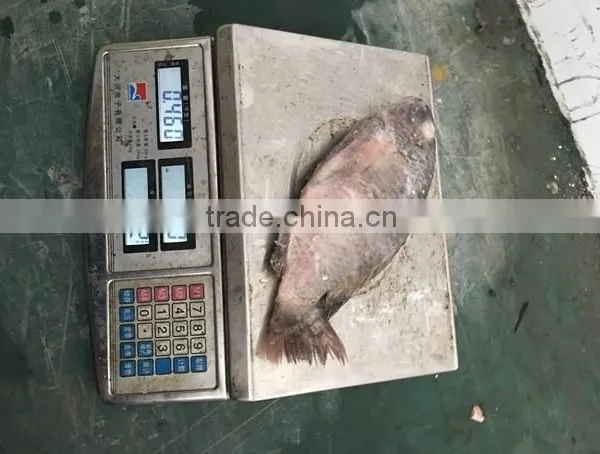Frozen Good Black Tilapia 500-800g photo-2