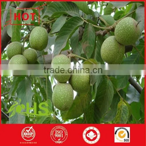 Light Pieces Walnut Kernels Vacuum Package for Export photo-2