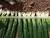 Fresh Onion,Spring Onion type