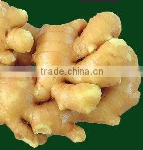 Fresh Ginger,washed Ginger