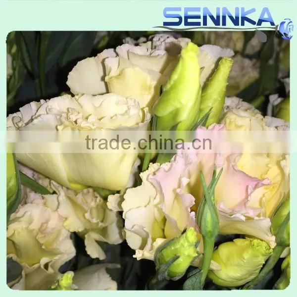 2016 Hot Selling Fresh Cut Flowers Purple Eustoma Purple Flower photo-3