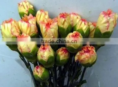 Real Touch Carnation Flowers Cut for Wholesale photo-2