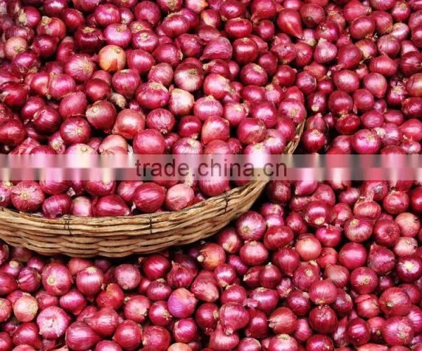 Vietnam Fresh Onion for Kuwait Market photo-2