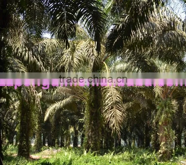 Cold & Hot Pressing Machine for Palm Kernel Oil Mill photo-3