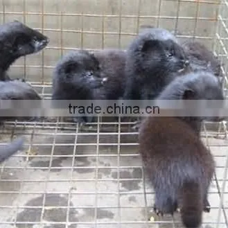 Stainless Steel Mink Cages /Fox Cage &Galvanized Mink Cage photo-4