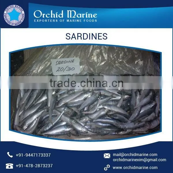 Excellent Quality and Tasty Octopus From Wholesale Supplier photo-4