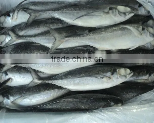Fresh Frozen Horse Mackerel Fish From Alo Seafood Co., photo-3