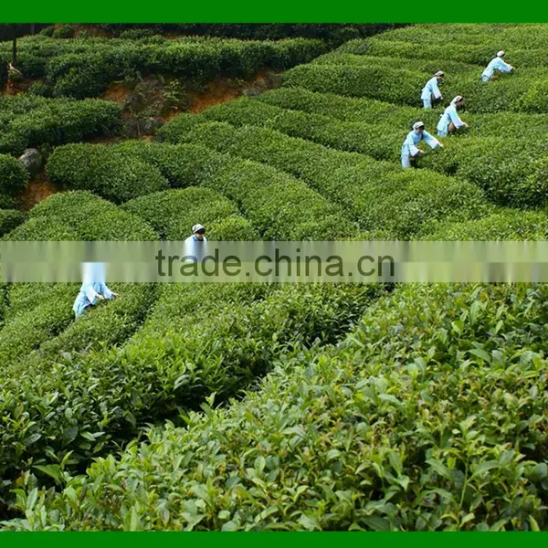 Natural Tea Tree Essential Oil photo-3
